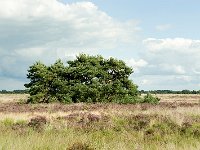 Leenderheide  20100828 0015 : Leenderheide