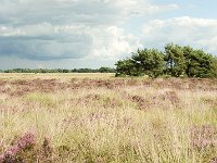 Leenderheide__20100828_0018