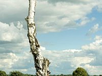 Leenderheide__20100828_0019