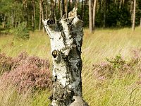 Leenderheide__20100828_0026