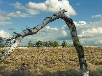 Leenderheide__20100828_0034