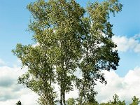 Leenderheide__20100828_0038
