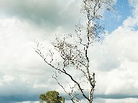 Leenderheide  20100828 0046