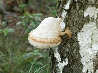 Leenderheide__20100828_0049