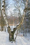 Gerard_20100105_015