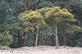 Gerard_20120304_0117