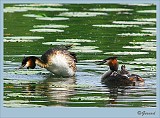 Fuut_20090510_012