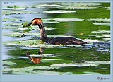 Fuut_20090510_034