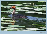 Fuut_20090510_042