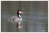 sized_Fuut_20090321_072