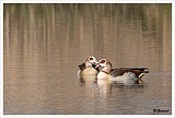sized_Nijlgans_20090321_037