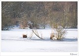 Lozerheide_20100131_010