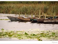 sized_Ringselven_20090708_0002