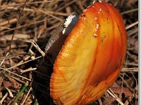 20091015 0001 : Paddenstoelen