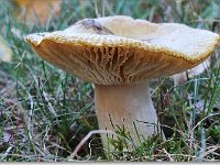 20091015 0003 : Paddenstoelen