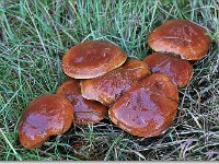 20091015 0005 : Paddenstoelen