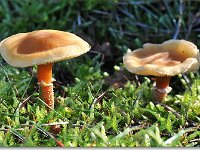 20091015 0007 : Paddenstoelen