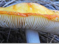 20091015 0011 : Paddenstoelen