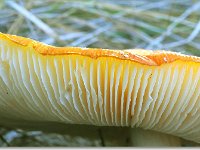 20091015 0012 : Paddenstoelen