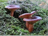 20091015 0014 : Paddenstoelen