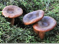 20091015 0015 : Paddenstoelen