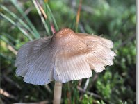 20091015 0016 : Paddenstoelen