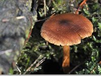 20091015 0017 : Paddenstoelen