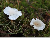 20091015 0020 : Paddenstoelen