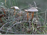 20091015 0025 : Paddenstoelen