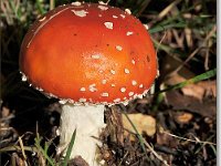 20091015 0031 : Paddenstoelen