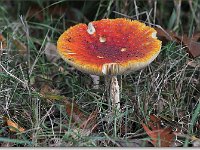 20091015 0033 : Paddenstoelen