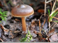 20091025 0031 : Paddenstoelen