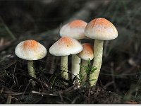 20091025 0037 : Paddenstoelen