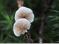 20091025 0046 : Paddenstoelen