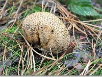 20091025 0052 : Paddenstoelen