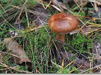 20091025 0055 : Paddenstoelen