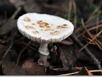 20091025 0066 : Paddenstoelen