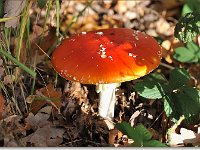 20091025 0076 : Paddenstoelen