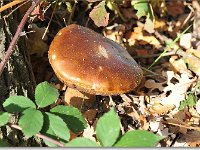 20091025 0079 : Paddenstoelen