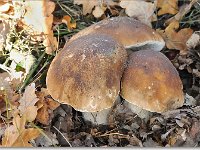 20091025 0080 : Paddenstoelen