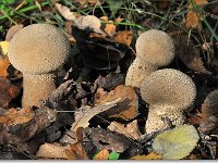 20091025 0093 : Paddenstoelen