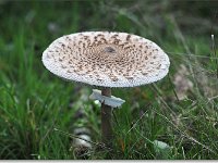 20091028 0019 : Paddenstoelen