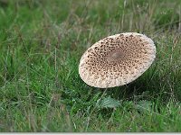 20091028 0020 : Paddenstoelen