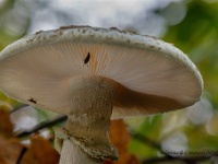 20201011 0076 : Paddenstoelen