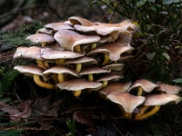 20201011 0092 : Paddenstoelen