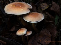 20201018 0007 : Paddenstoelen