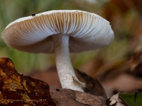 Paddenstoelen