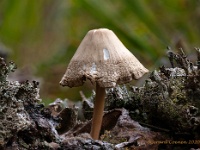 20201018 85 90 focusstacking : Paddenstoelen