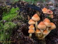 20201018 96 103 focusstacking : Paddenstoelen