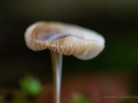 20201023 0005 : Paddenstoelen